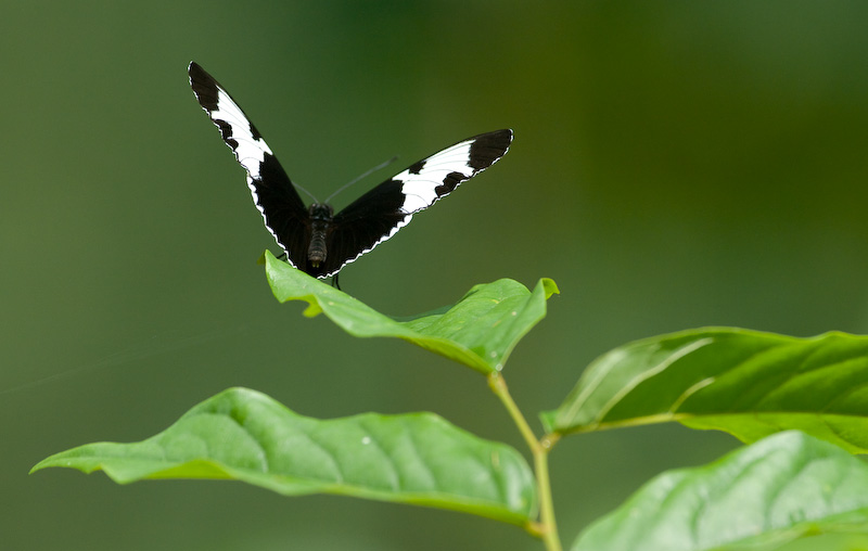 papillon-3.jpg