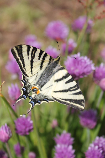DH000021-1.JPG