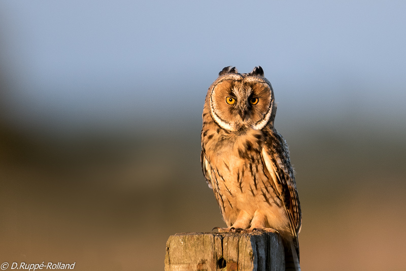 hibou moyen duc (1 sur 1).jpg