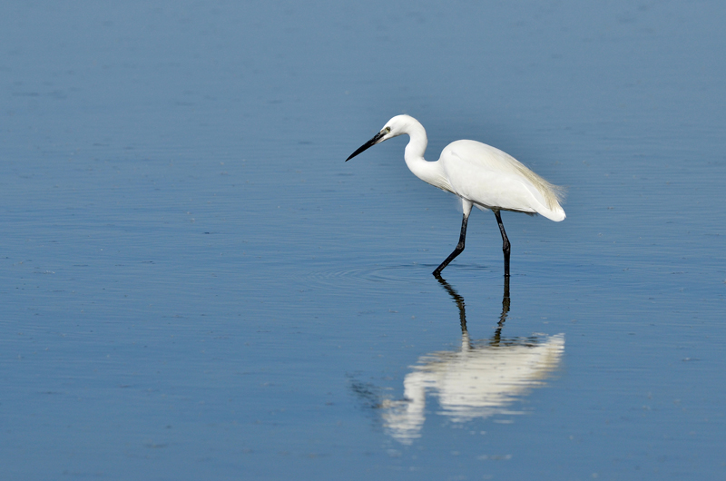 2. Aigrette garzette-Le-Teich-2014.jpg