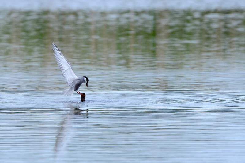 3.-Guifette moustac-la-Brenne-2015.jpg