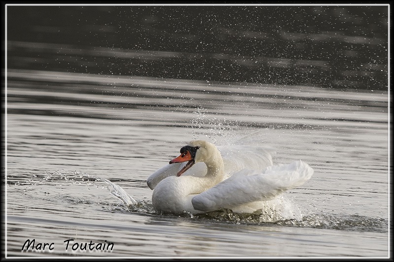 Cigne_4.jpg