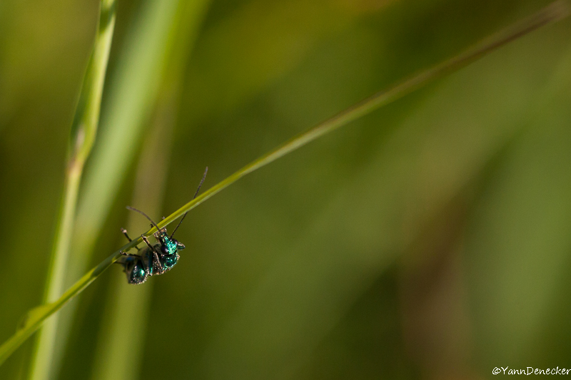 07062015-JG9C7315.jpg
