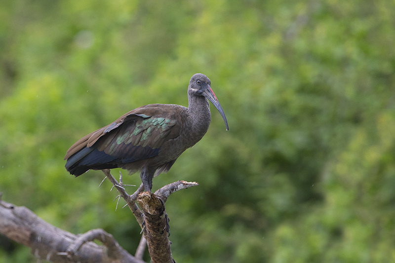 237-Ibis hagedash.jpg