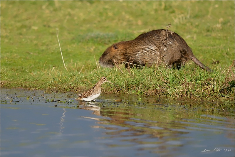 DSC_9398 BIS.jpg