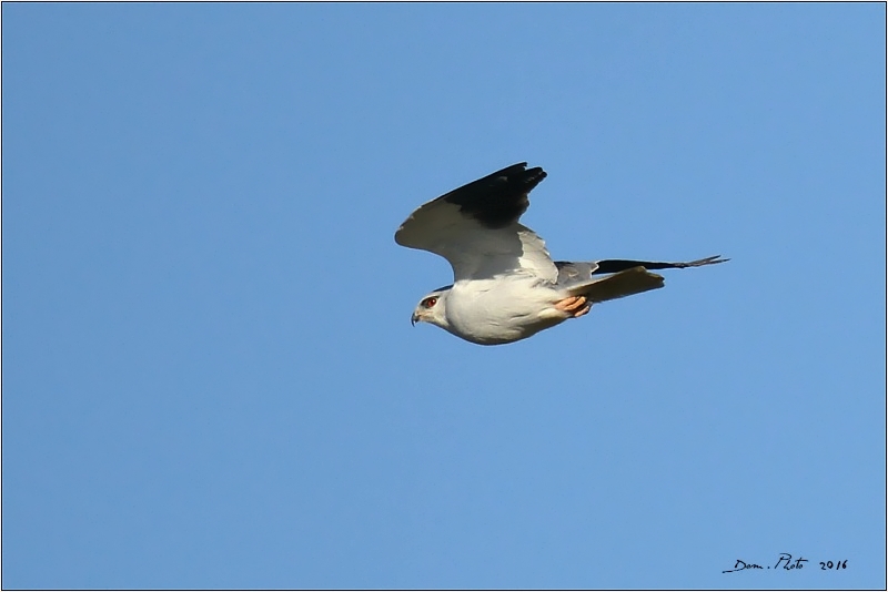 DSC_9644 BIS.jpg