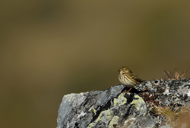 DSC_4116.jpg