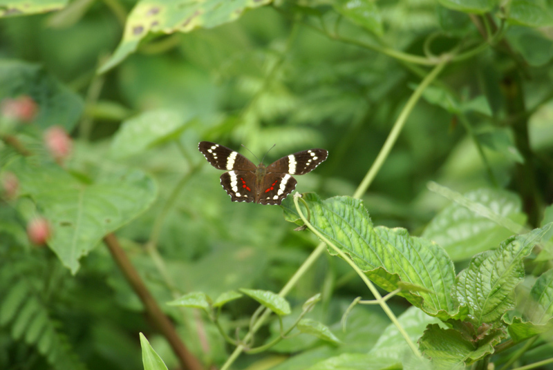 papillon1.jpg