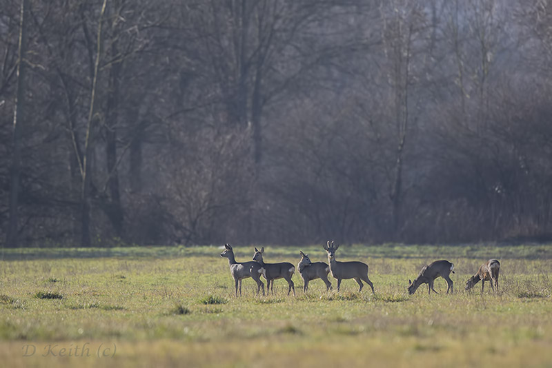 Mommenheim_14-01-2016-12-29-15_0099.jpg