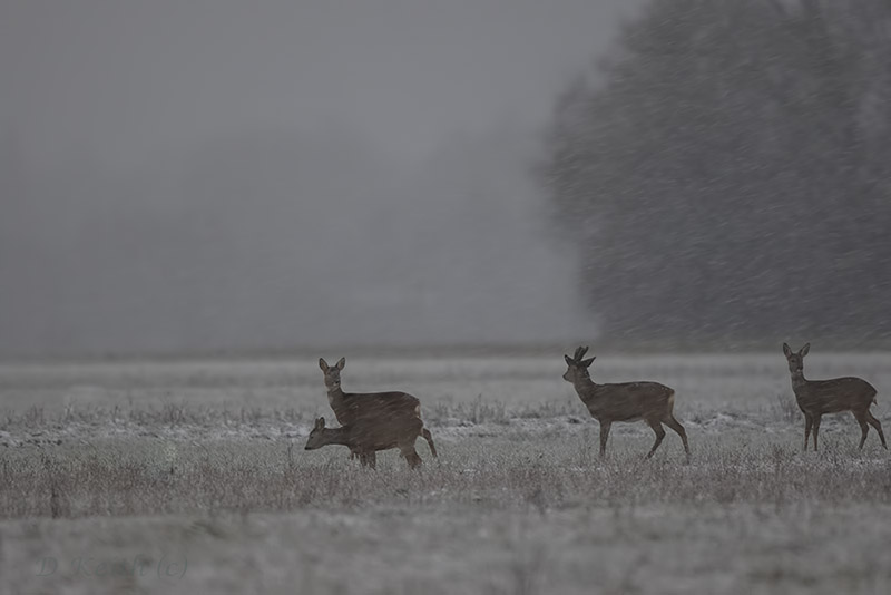 Mommenheim_15-01-2016-09-06-09_0001.jpg