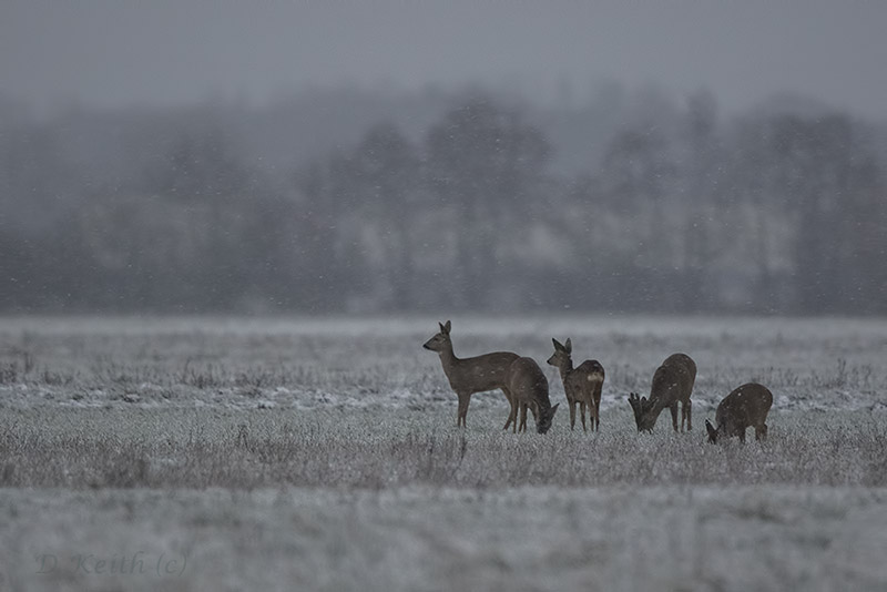 Mommenheim_15-01-2016-09-07-35_0036.jpg