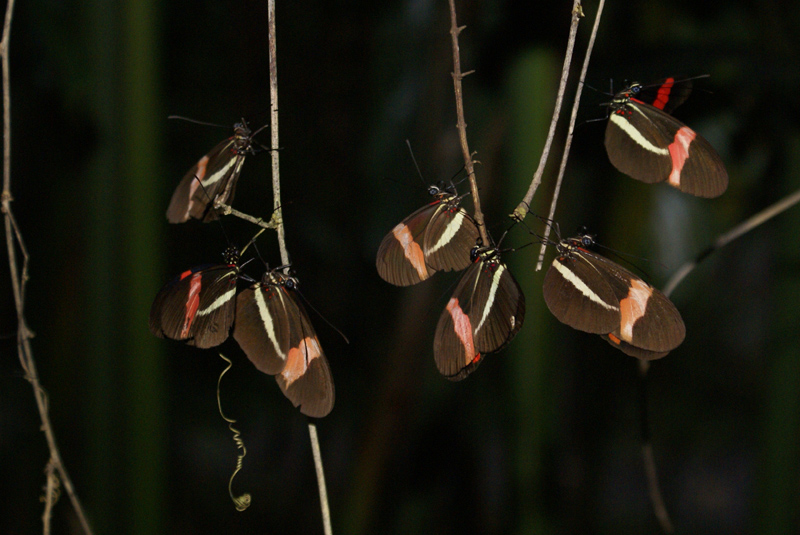 papillon3.jpg