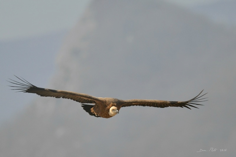 DSC_0128 TER.jpg