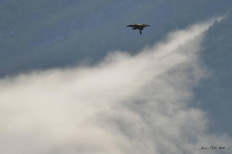 DSC_0189  BIS.jpg