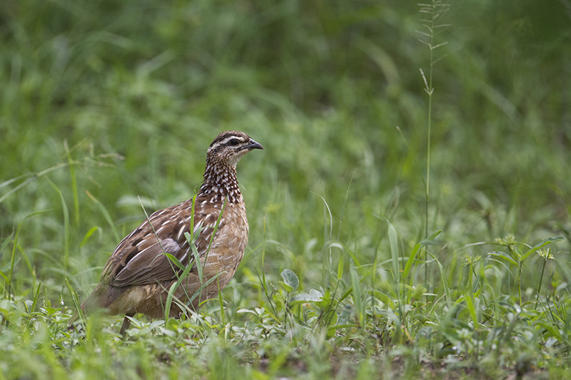 269-Francolin huppé.jpg