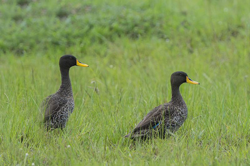 274-Canard à bec jaune.jpg