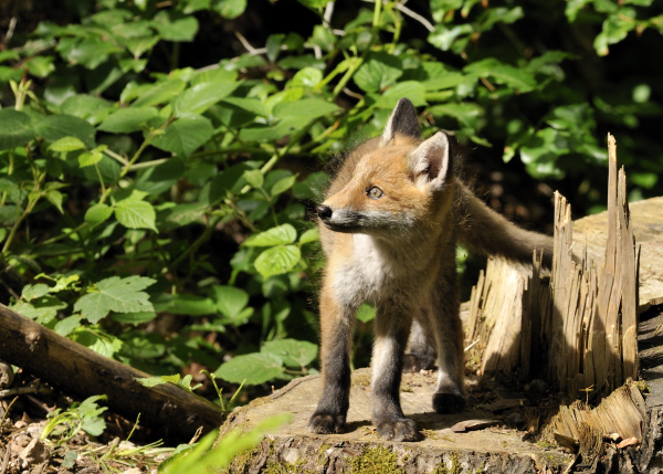 0805_3151 renard_01.JPG
