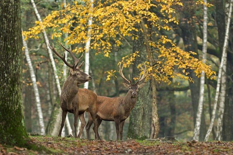 Duo Image Nature.jpg