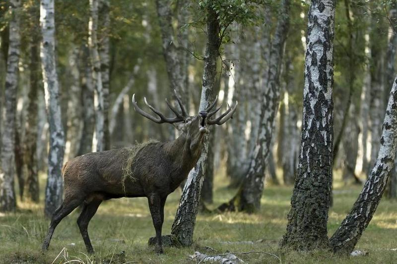 Cerf en Rut Image Nature 1.jpg