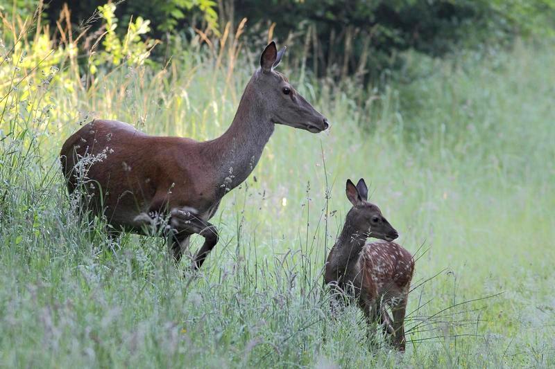 Biche et son faon.Image Nature.JPG