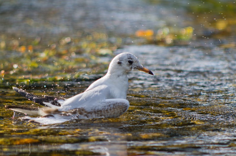 20130914175000K5112093-2x.jpg