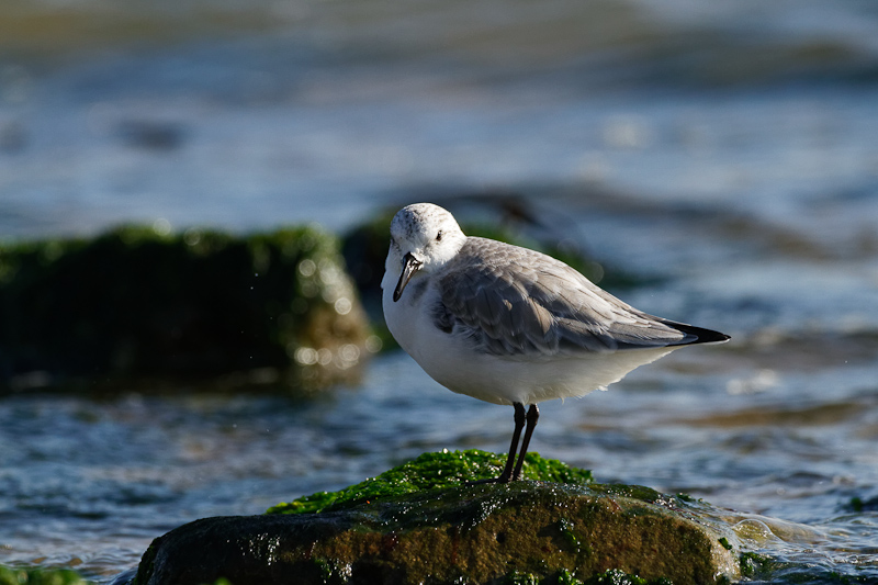 BecasseauSanderling__MG_2799_jpeg.jpg