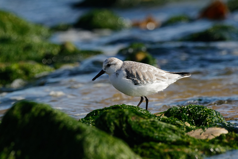 BecasseauSanderling__MG_2813_jpeg.jpg