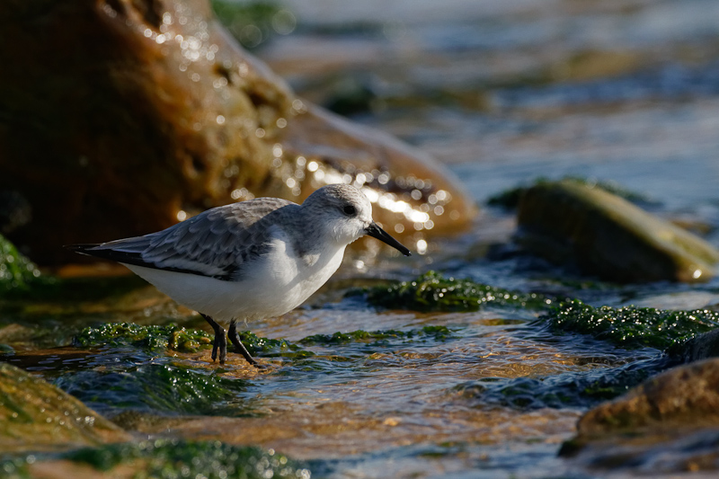 BecasseauSanderling__MG_2909_jpeg.jpg