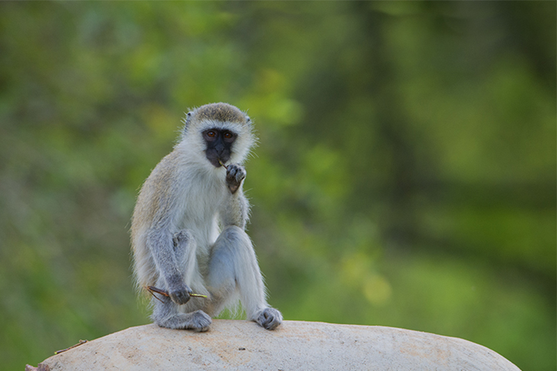 298-Singe vervet.jpg