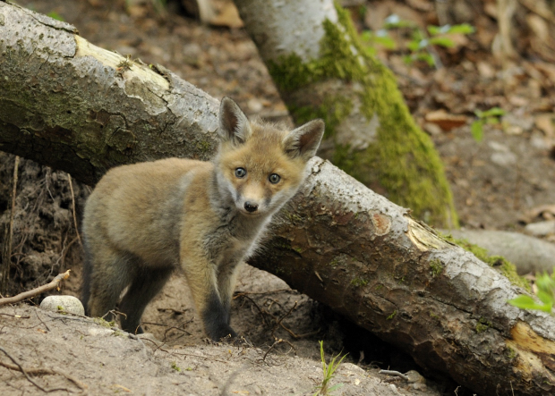 0805_2759 renard_01.JPG