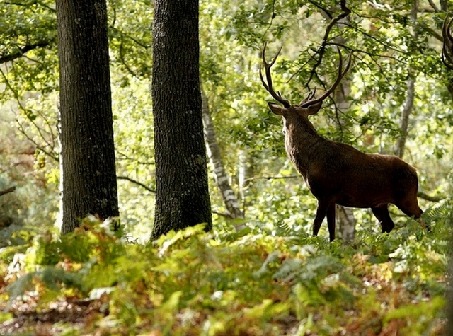 Cerf Rambouillet Image Nature 1.jpg