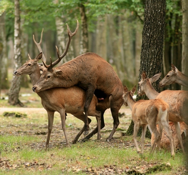 Brame Rambouillet Image Nature 1.JPG