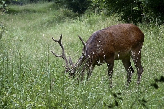Elaphe Image Nature.jpg