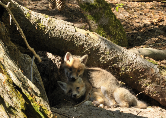 0805_2707 renard.JPG