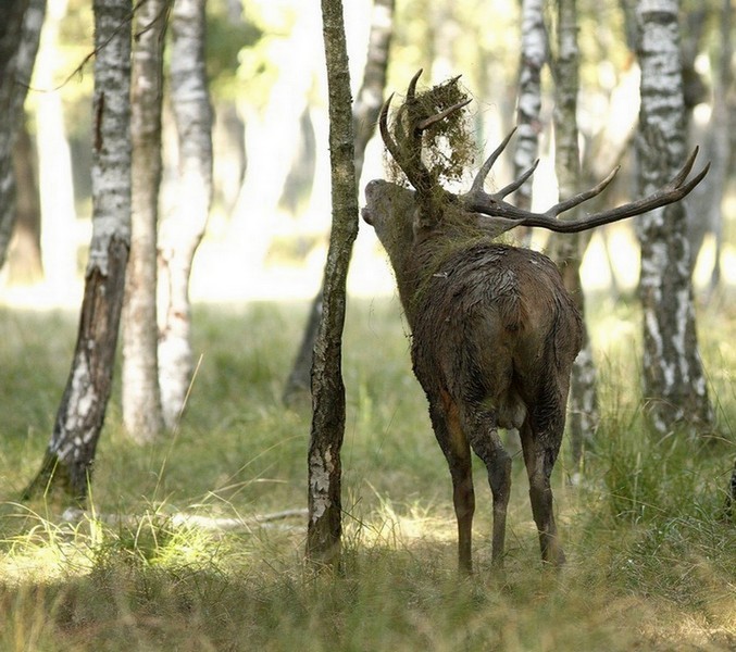 Cerf de brame Image Nature 1.jpg