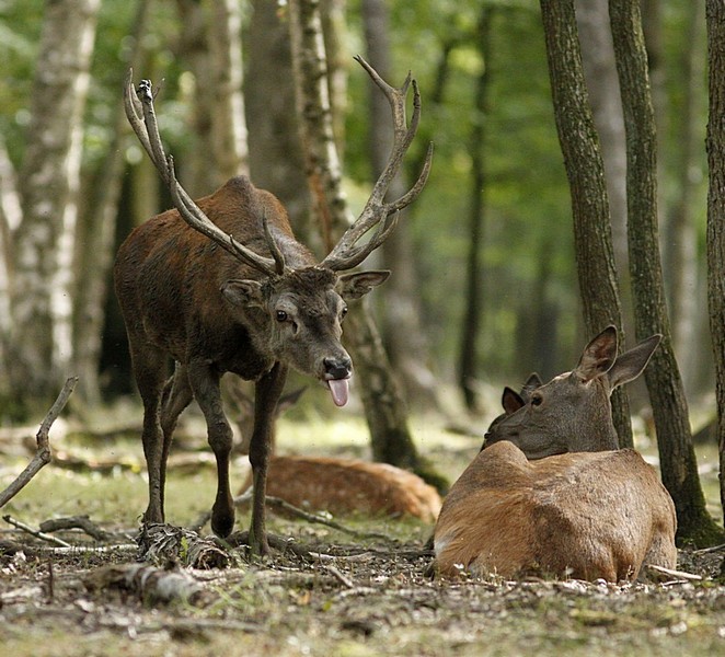 Cerf fatigué Image Nature.jpg