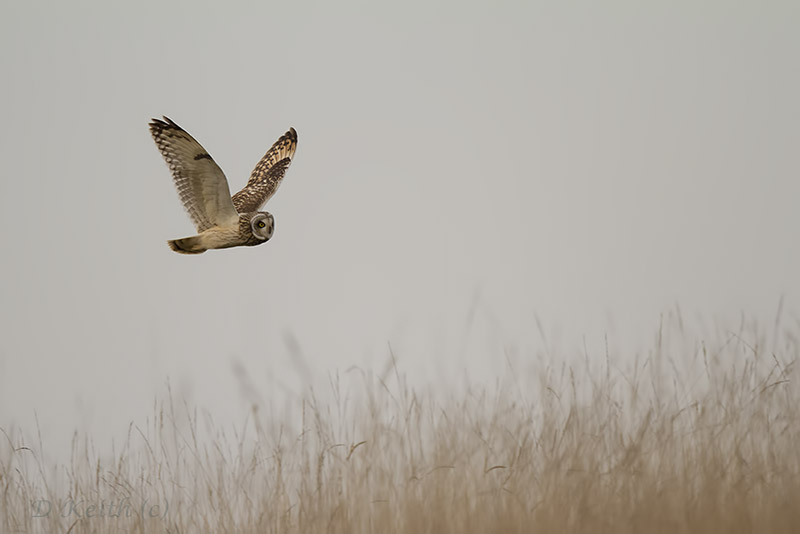 ymonville_29-11-2014-15-53-50_0486.jpg