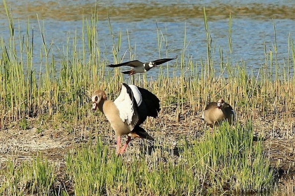 Ouette & Vanneau 3.jpg
