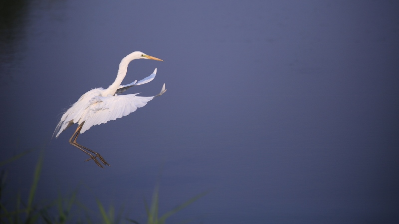Grande aigrette dans les bleus (1).jpg