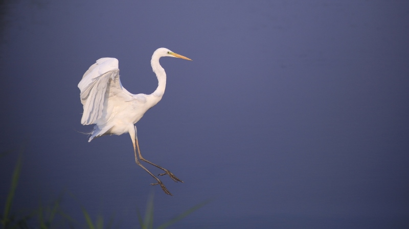 Grande aigrette dans les bleus (2).jpg