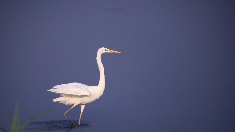 Grande aigrette dans les bleus (3).jpg