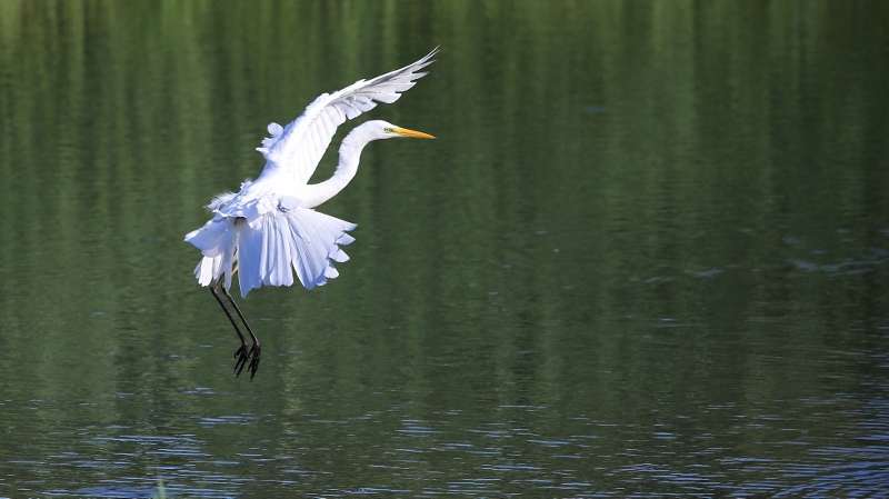 Grande aigrette dans les verts (1).jpg