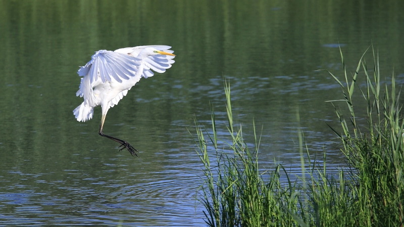 Grande aigrette dans les verts (2).jpg