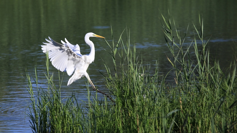 Grande aigrette dans les verts (3).jpg