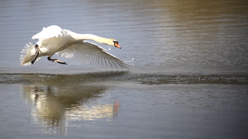 Cygne  tuberculé.jpg
