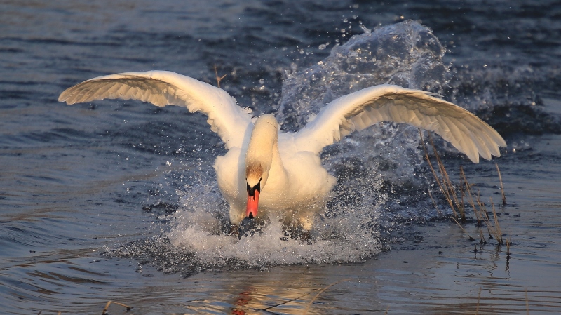 Cygne tuberculé.jpg