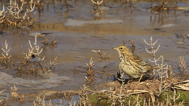 288 Pipit farlouse Beauduc 15-02 (800x449).jpg