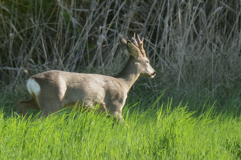 DSC_2944  BIS.jpg