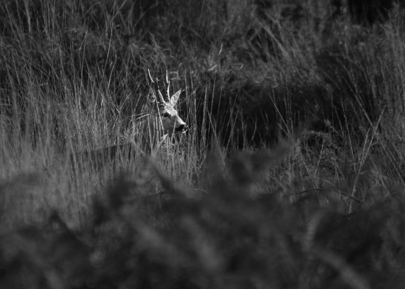 DSC_0099-4-2.jpg