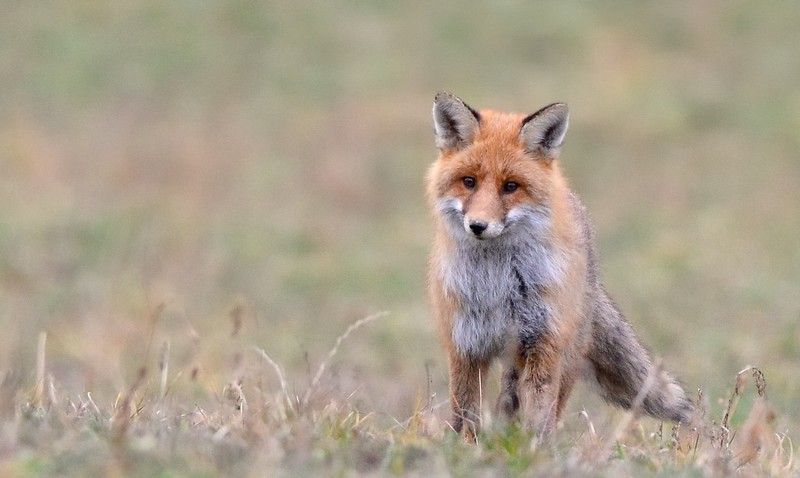 DSC_9880----.JPG